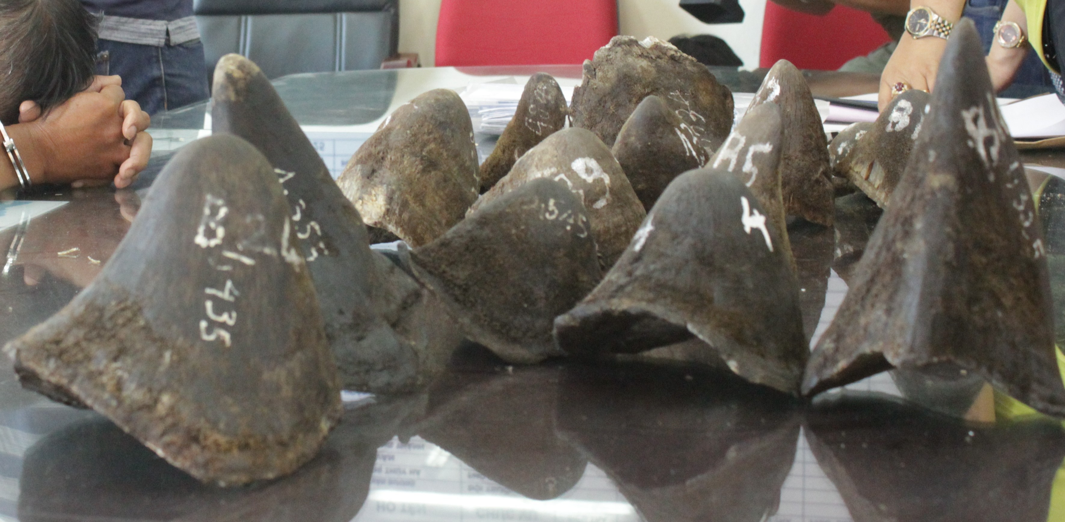 TIN NÓNG: ĐẠI GIA KIM CƯƠNG “SA LƯỚI” TRONG VỤ BUÔN LẬU ĐỘNG VẬT HOANG DÃ XUYÊN QUỐC GIA QUY MÔ LỚN TẠI NAM PHI